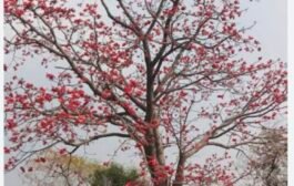 ट्रक मालकाला मिळाला अंतरिम जामीन