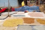 दुर्गम भागात सुरू आहे वाळवणीचे काम