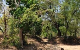 कोळसेपल्ली-एकरा दरम्यान पूल बांधा